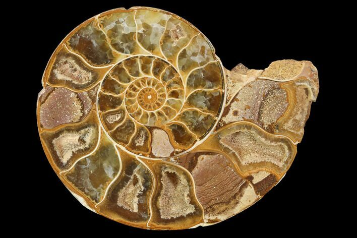 Sliced, Agatized Ammonite Fossil (Half) - Jurassic #100553